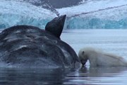 Мёртвые киты привлекут туристов на Шпицберген - «Туризм»