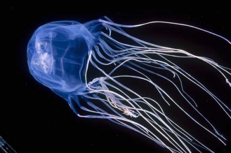 Пляжи Италии атакуют ядовитые медузы - «Лента туристических новостей»