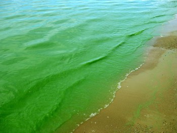 Вода в Финском заливе окрасилась в зелёный цвет - «Новости туризма»