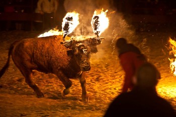 В Испании на фестивале бык с горящими рогами напал на туриста - «Новости туризма»