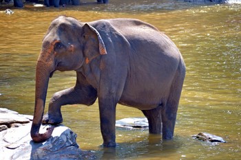 На Шри-Ланке слон напал на машину с туристами - «Новости туризма»