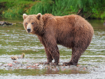 На Камчатке медведь убил сотрудника Кроноцкого заповедника - «Новости туризма»