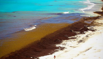 Пляжи Канкуна страдают от водорослей - «Новости туризма»