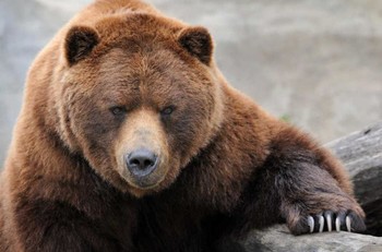 В центре Архангельска медведь напал на человека - «Новости туризма»
