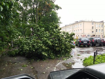 В Петербурге сильный ветер повалил деревья, сады и парки закрылись - «Новости туризма»