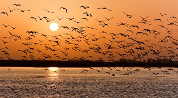 В Словакии создадут искусственный остров только для птиц - «Новости туризма»