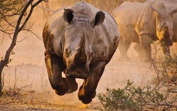В Мексике носорог напал на джип с туристами - «Новости туризма»