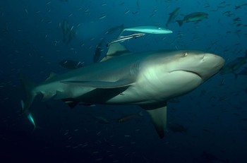 Из океанариума в США украли акулу - «Новости туризма»
