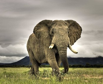 В Зимбабве слон затоптал туристку из Германии - «Новости туризма»
