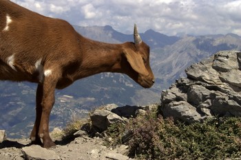 Во Франции горный козел напал на туриста - «Новости туризма»