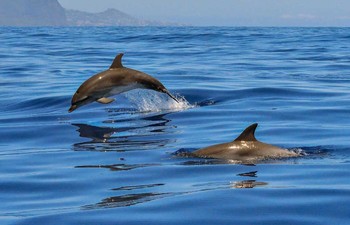 В Сочи проходит Всемирный день китов и дельфинов - «Новости туризма»