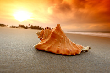 Во Флориде туристка получила 15 суток за сбор ракушек на пляже - «Новости туризма»