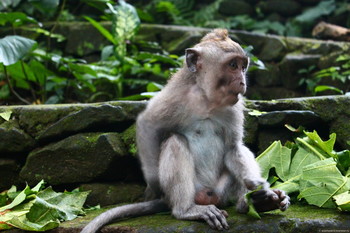 На Бали обезьяны нападают на туристов - «Новости туризма»