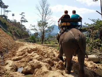 Туристам запретили прогулки на слонах во вьетнамском нацпарке - «Новости туризма»