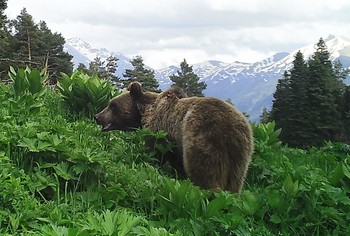 За один день в Кавказском заповеднике фотограф встретил 34 медведя - «Новости туризма»
