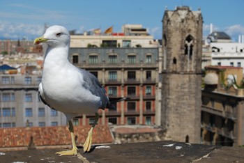 В Барселоне чайки нападают на людей - «Новости туризма»