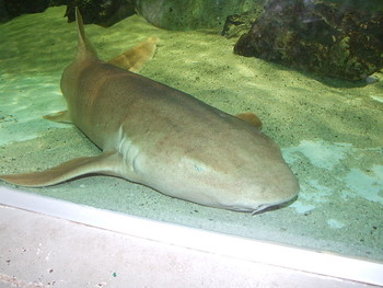 На Багамах на туристку из США напала акула, считавшаяся безопасной - «Новости туризма»