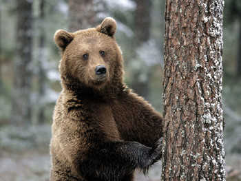 Заповедник "Столбы" закрывают для туристов из-за медведей - «Новости туризма»