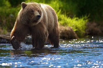 В заповеднике "Столбы" туристы 11 раз за неделю встречали медведей - «Новости туризма»