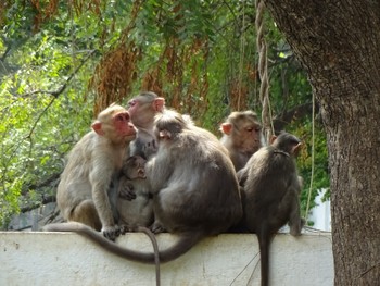Стая обезьян напала на туристку в Тадж Махале - «Новости туризма»
