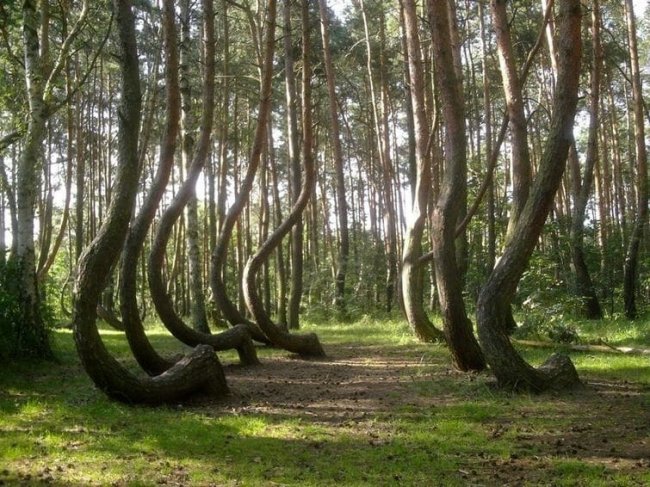 Загадка природы: "Кривой лес" в Польше озадачил умы всего мира - «ПОЛЬША»
