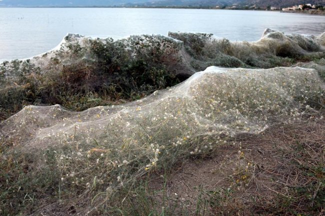 Полчища пауков захватили побережье в Греции: фотофакт - «ГРЕЦИЯ»
