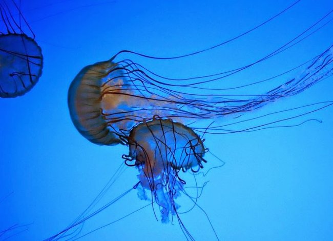 В Италии пляжи атаковали ядовитые медузы - «Новости»