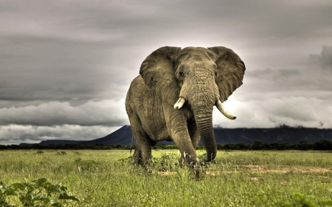 Шри-Ланка: разъяренный слон напал на машину с туристами - «Новости»