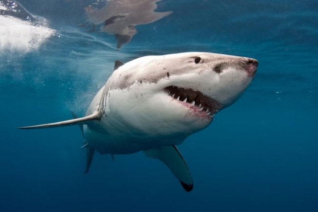 В Египте акула убила туриста - «Новости»