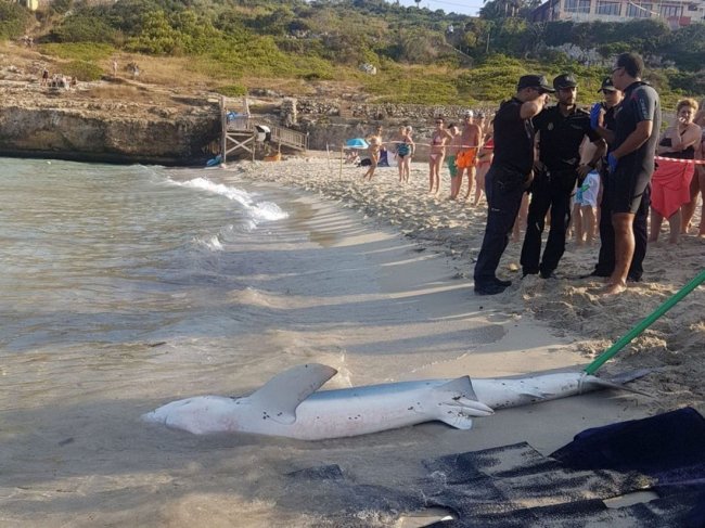 Акула напугала туристов на пляже Майорки - «Новости»