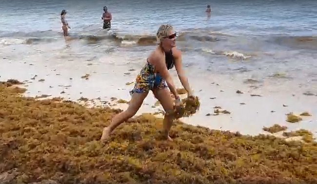 Туристы в Доминикане купаются в море водорослей - «Новости Туризма»