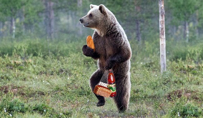 Медведи начали отбирать еду у туристов - «Новости Туризма»