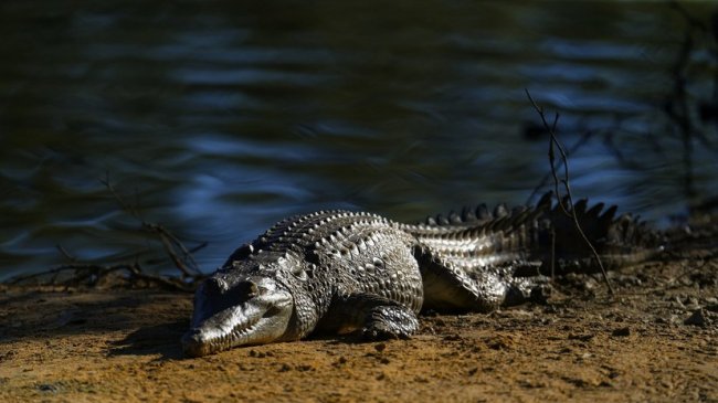 Турист из Дании сел верхом на пятиметрового крокодила в Австралии - «Туризм»