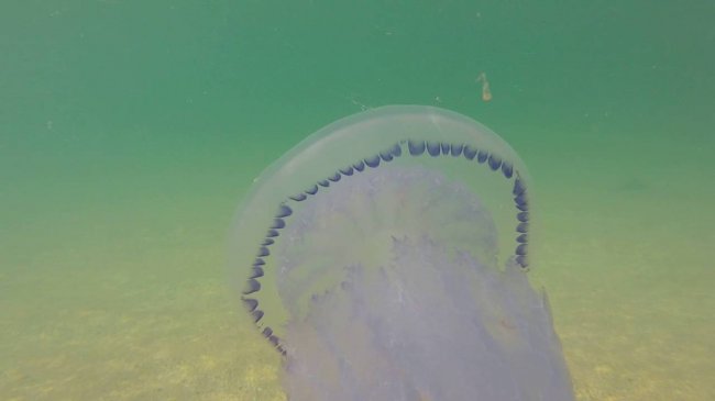 Крым «порадовал» туристов холодной водой и медузами - «Новости»