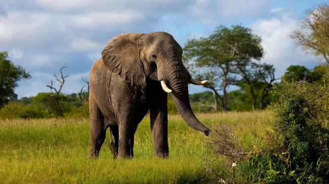 Защитники животных запретили туристам кататься на слонах во Вьетнамском парке - «Новости»