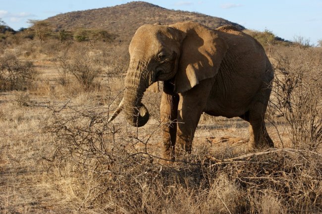 Отель в Кении заплатит туристу за убитую слоном семью - «Новости»