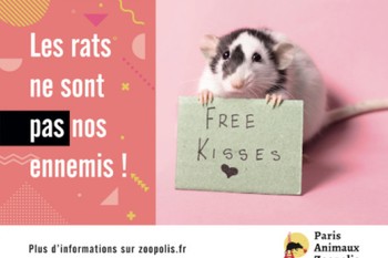 В Париже зоозащитники призывают прекратить травлю крыс - «Новости туризма»