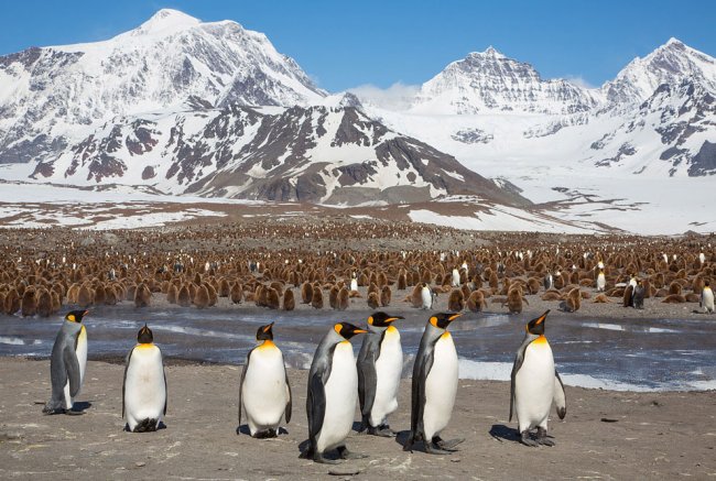 Туристов-мизантропов послали в Антарктику и на Эверест - «Новости»