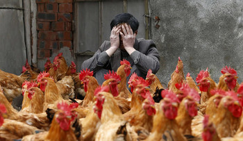 Роспотребнадзор предупреждает туристов о птичьем гриппе в Китае - «Новости туризма»