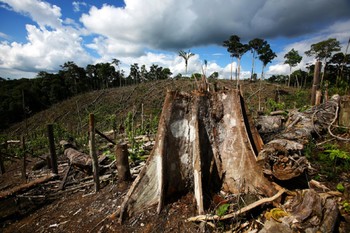 Тропические леса Амазонки стремительно исчезают - «Новости туризма»