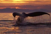 Скоро в Доминикане начнется сезон наблюдения за китами - «Туризм»