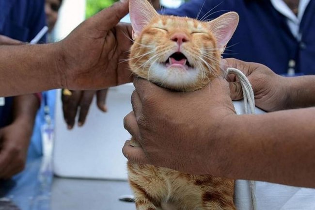 Турист умер после укуса бешеной кошки в Марокко - «Новости»