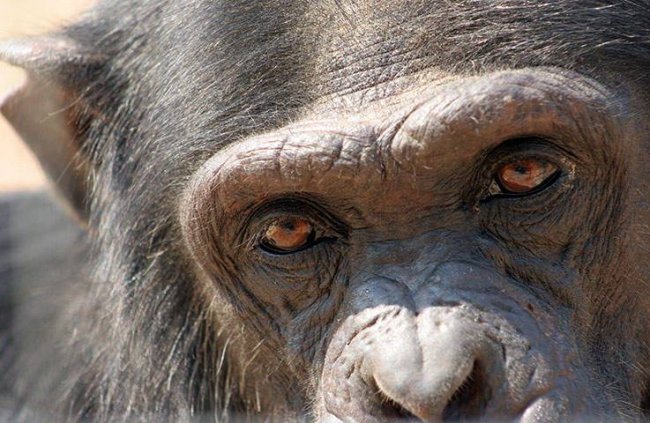 Шокирующие эксперименты: человекоподобные обезьяны - «Непознанное»