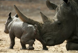 Сколько лет живут носороги - «История обо всем на свете»