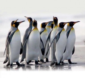 Сколько лет живут пингвины – Продолжительность жизни - «История обо всем на свете»