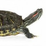 Сколько живут красноухие черепахи - «История обо всем на свете»