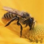 Сколько лет живут пчелы - «История обо всем на свете»