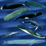 Сколько живут киты – Продолжительность жизни - «История обо всем на свете»