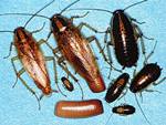 Сколько живут тараканы - «История обо всем на свете»