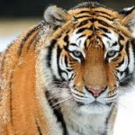 Сколько живут тигры – Продолжительность жизни - «История обо всем на свете»